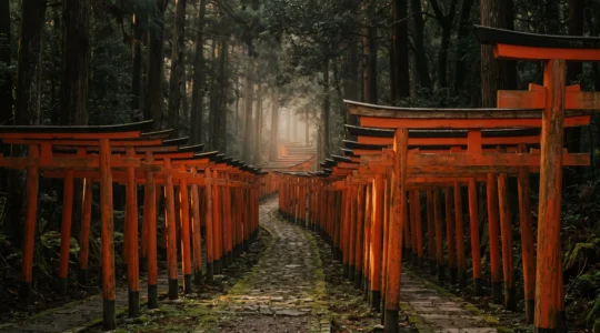 Sentier de torii vermillon s'enfonçant dans une forêt japonaise baignée d'une lumière douce de fin de journée